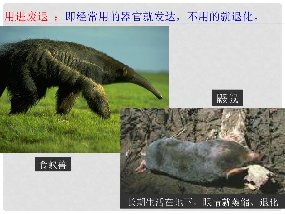 湖南省长沙市高中生物 第七章 现代生物进化理论 7.1 现代生物进化理论的由来课件 新人教版必修2_第3页