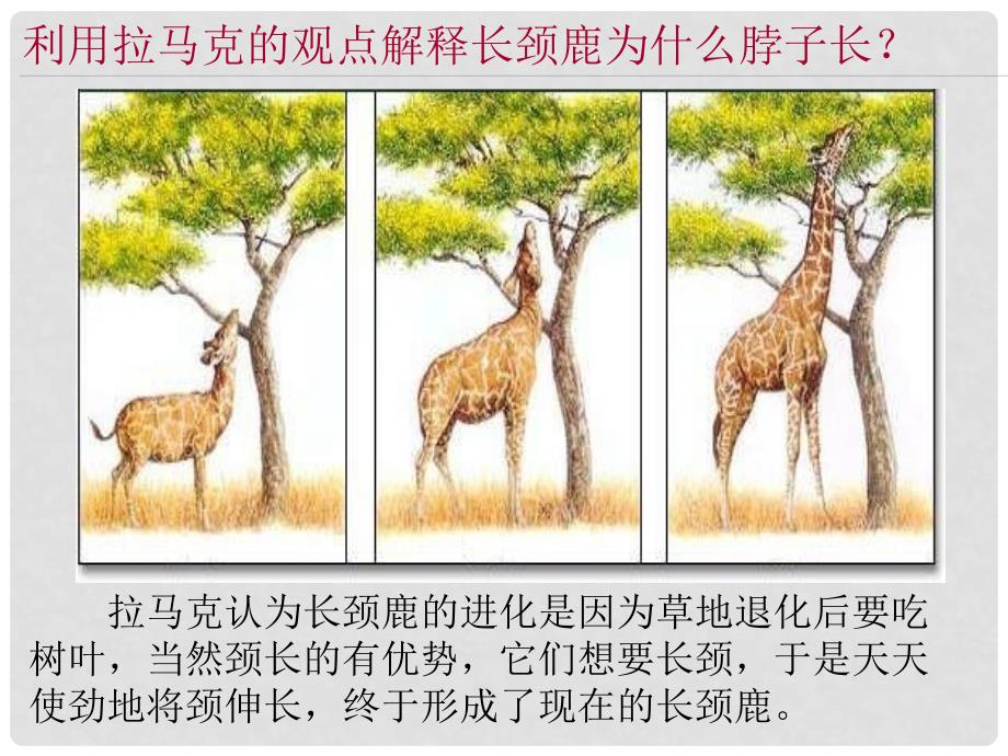 湖南省长沙市高中生物 第七章 现代生物进化理论 7.1 现代生物进化理论的由来课件 新人教版必修2_第4页