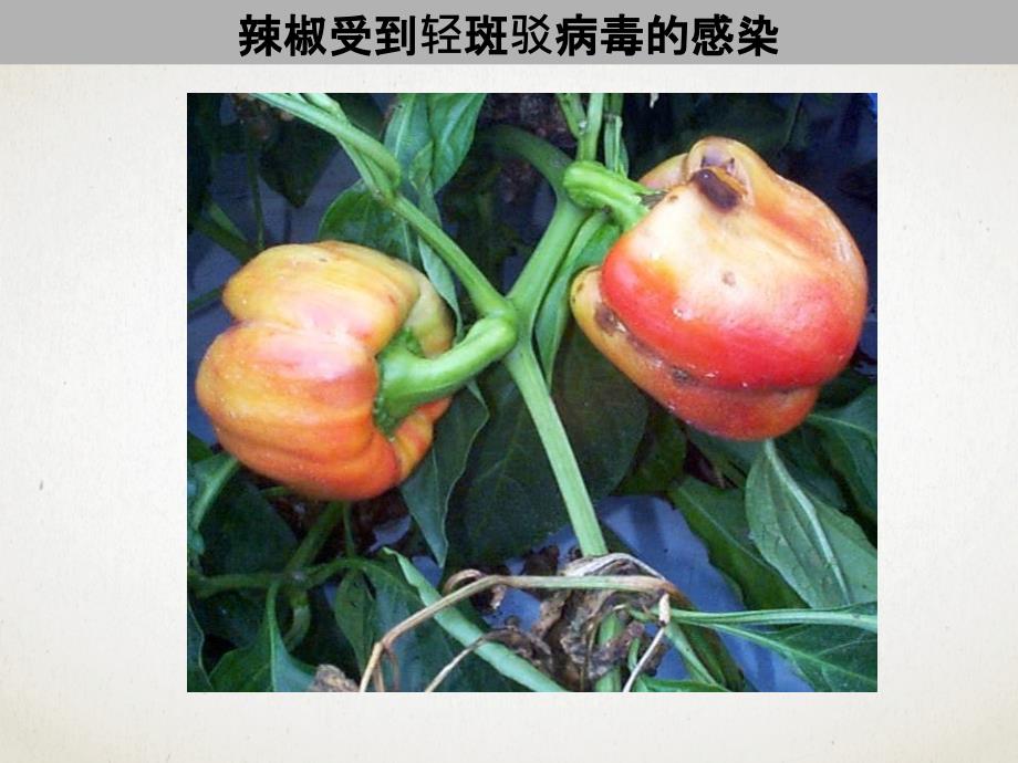 没有细胞结构的微小生物病毒初三专用啊_第3页