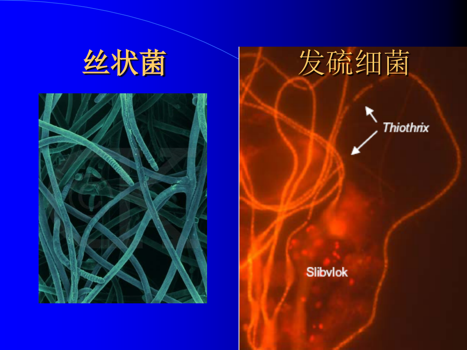 污水的好氧生物处理_第3页