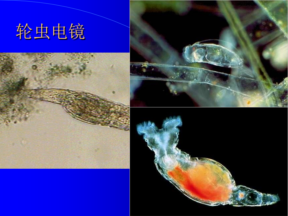 污水的好氧生物处理_第4页