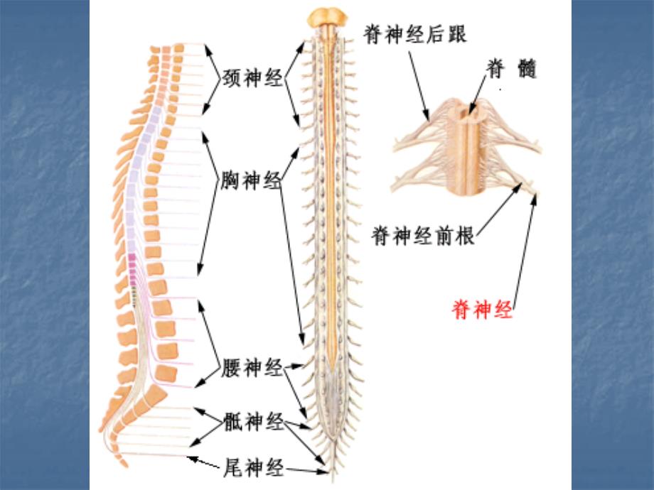 临床康学－脊髓损伤的康复_第3页