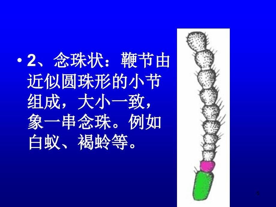 1465昆虫的感觉器官和仿生学_第5页