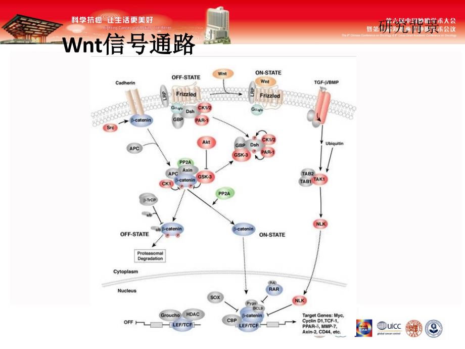 SFRP过表达对结肠癌细胞株HCT基因表达谱的影响_第4页