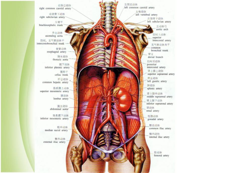 腹部血管解剖(静脉+动脉)_第2页