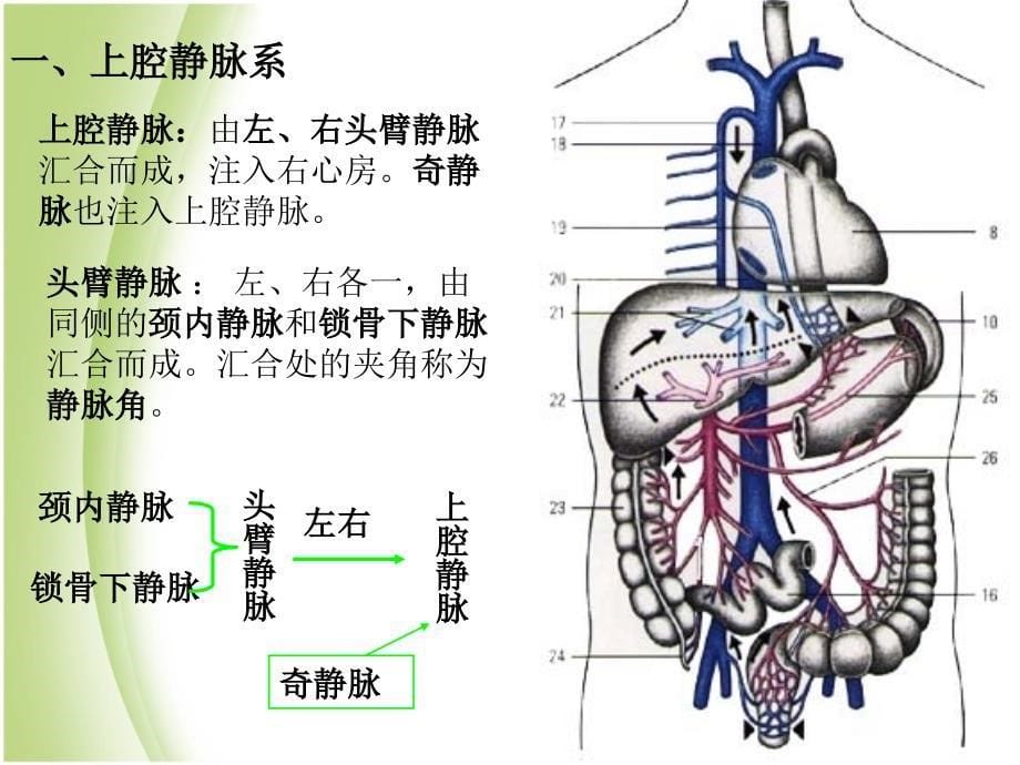 腹部血管解剖(静脉+动脉)_第5页