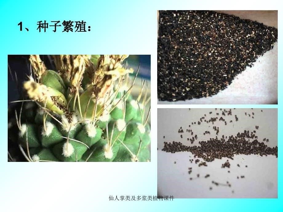 仙人掌类及多浆类植物课件_第5页