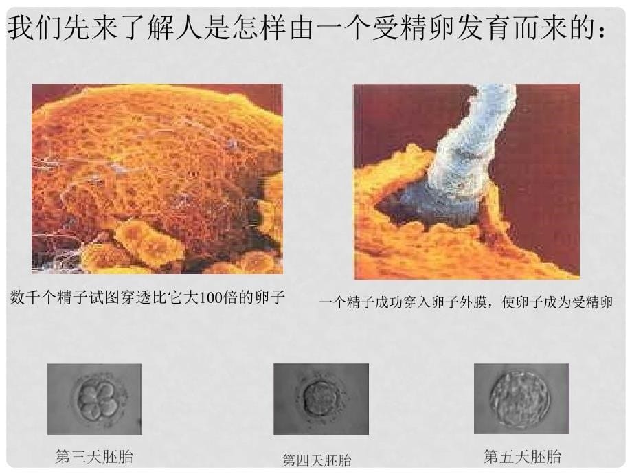 吉林省长市七年级生物上册 第二单元 第二章 第二节 动物体的结构层次课件2 （新版）新人教版_第5页