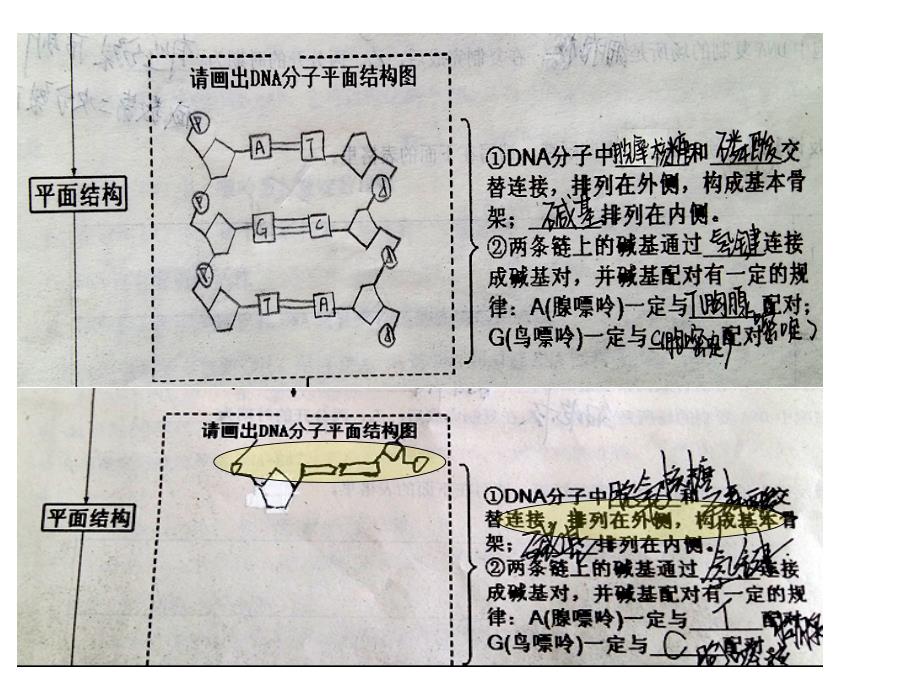 高三生物一轮复习DNA的结构和复制学案配套_第2页