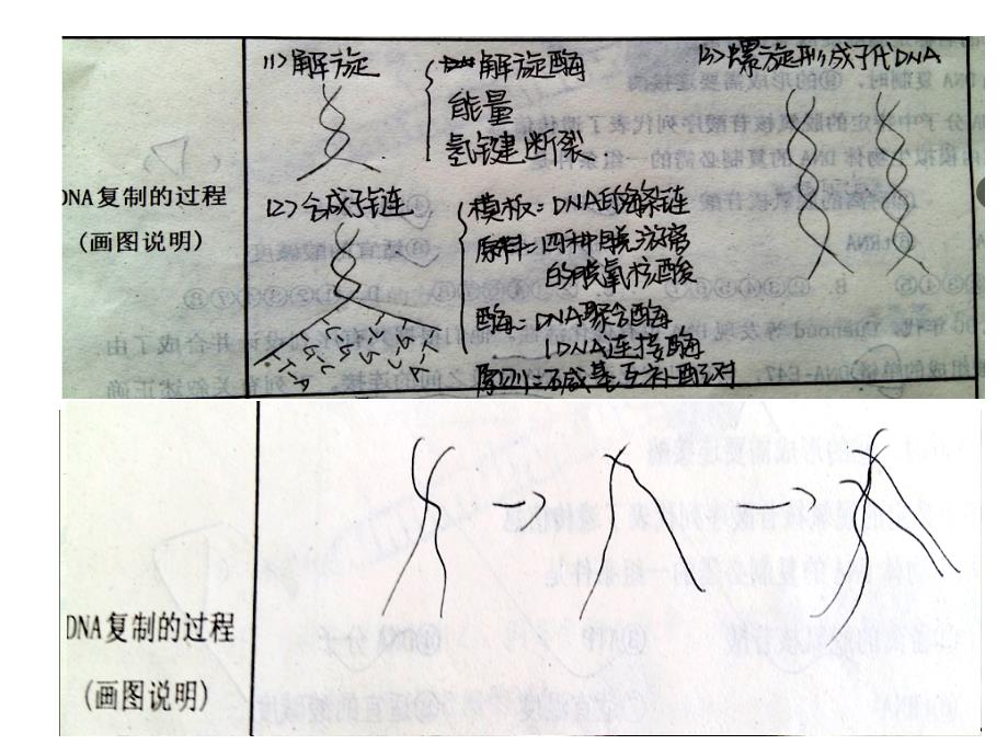 高三生物一轮复习DNA的结构和复制学案配套_第3页