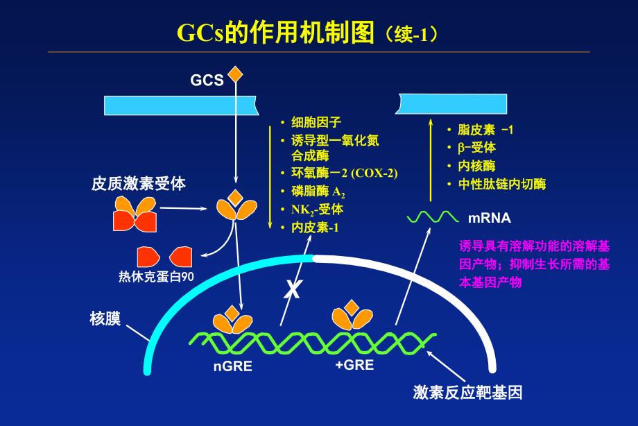 肾上腺皮质激素临床应用及注意事项.ppt_第4页