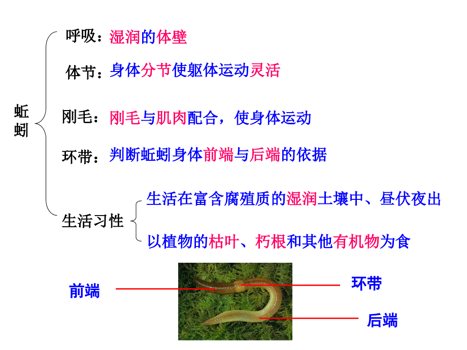 上册生物期末复习提纲初二生物_第3页