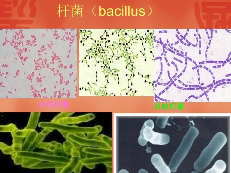 10细菌形态与结构文档资料_第5页