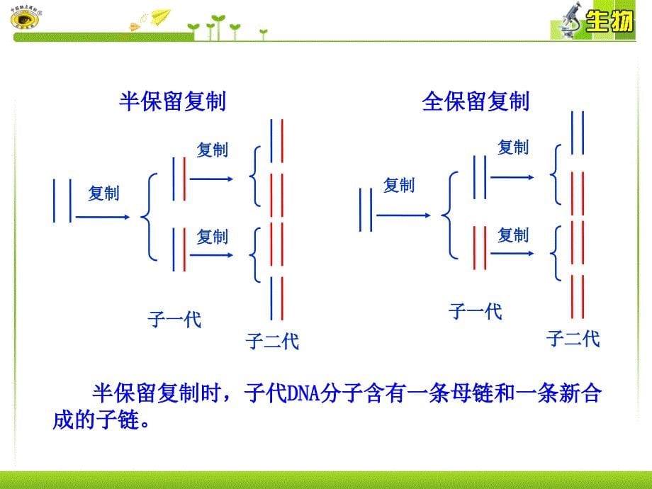 3.4基因是有遗传效应的DNA片段课件15柯旭文_第5页