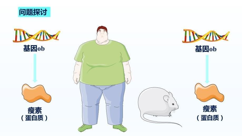 【高中生物】人类遗传病课 2022-2023学年高一下学期生物人教版必修2_第5页