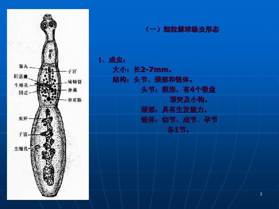 13犬猫常见绦虫ppt课件_第3页