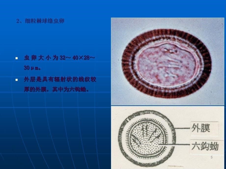 13犬猫常见绦虫ppt课件_第5页