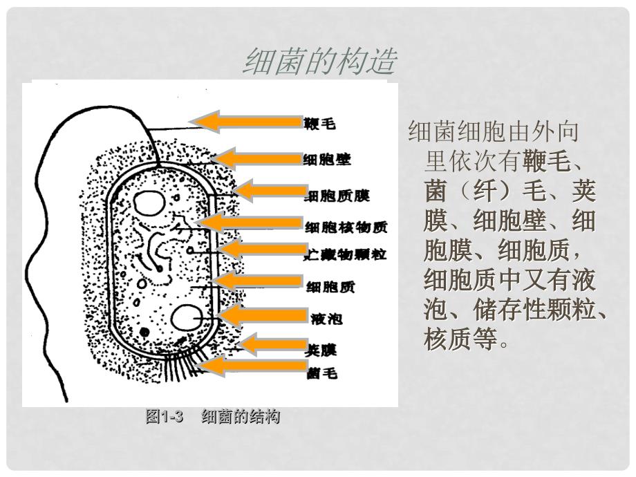 高中生物《第二章 第一节 微生物的实验室培养》课件1 新人教版选修1_第4页