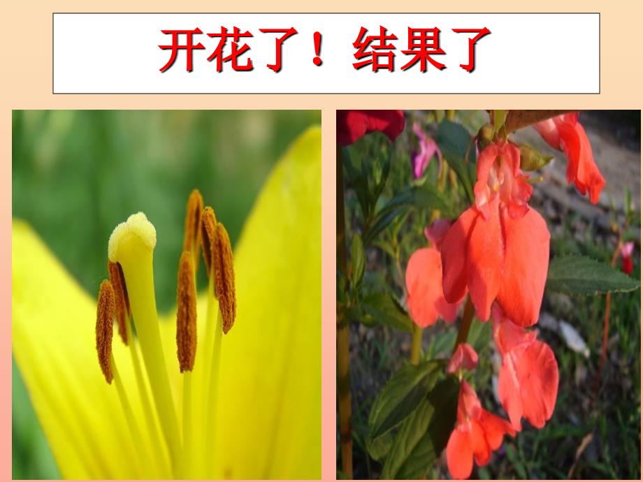 三年级科学下册植物的生长变化6开花了结果了课件1教科版_第1页