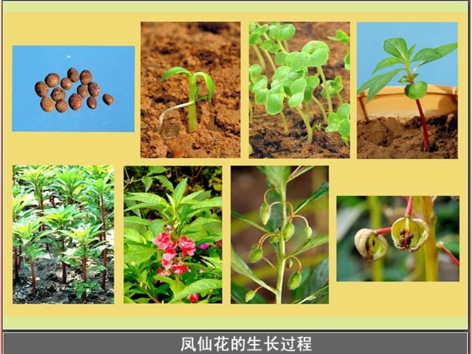 三年级科学下册植物的生长变化6开花了结果了课件1教科版_第2页