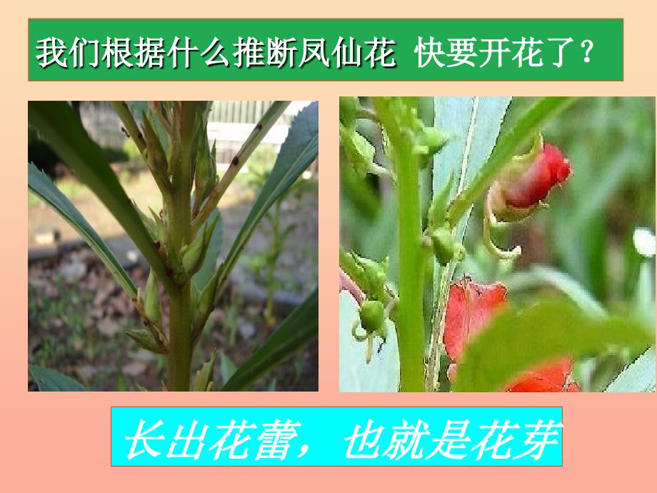 三年级科学下册植物的生长变化6开花了结果了课件1教科版_第4页