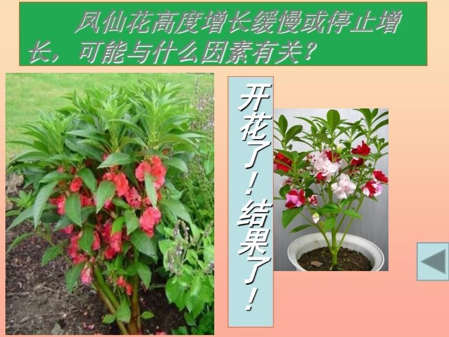 三年级科学下册植物的生长变化6开花了结果了课件1教科版_第5页