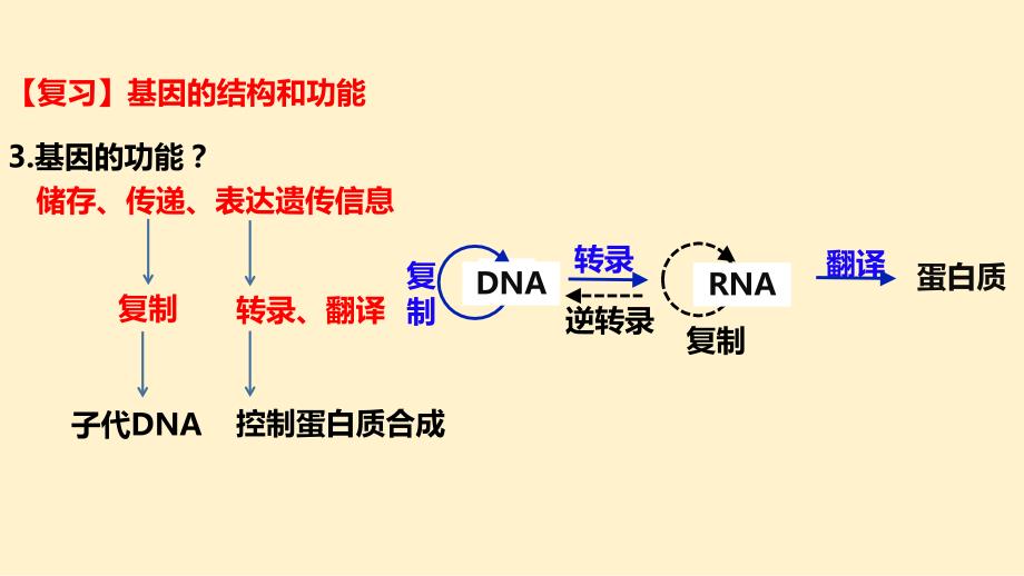 【高中生物】重组DNA技术的基本工具课件 2022-2023学年高二下学期生物人教版（2019）选择性必修3_第3页