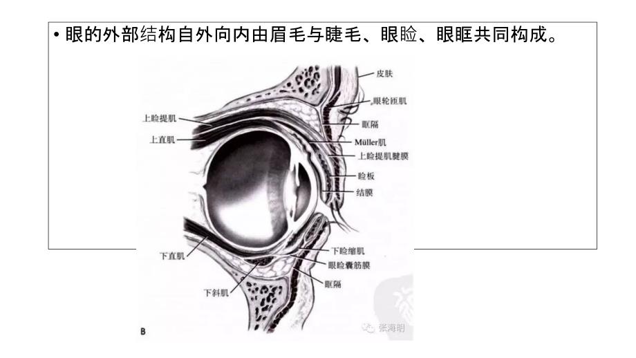 《眼的外部结构》PPT课件_第3页