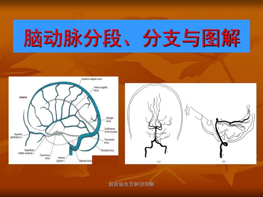 脑血管解剖图解_第2页