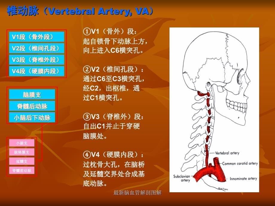 脑血管解剖图解_第5页