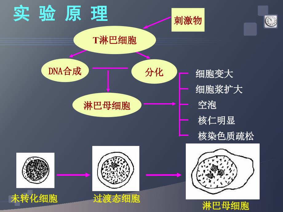 分子医学技能：实验一-淋转试验_第3页