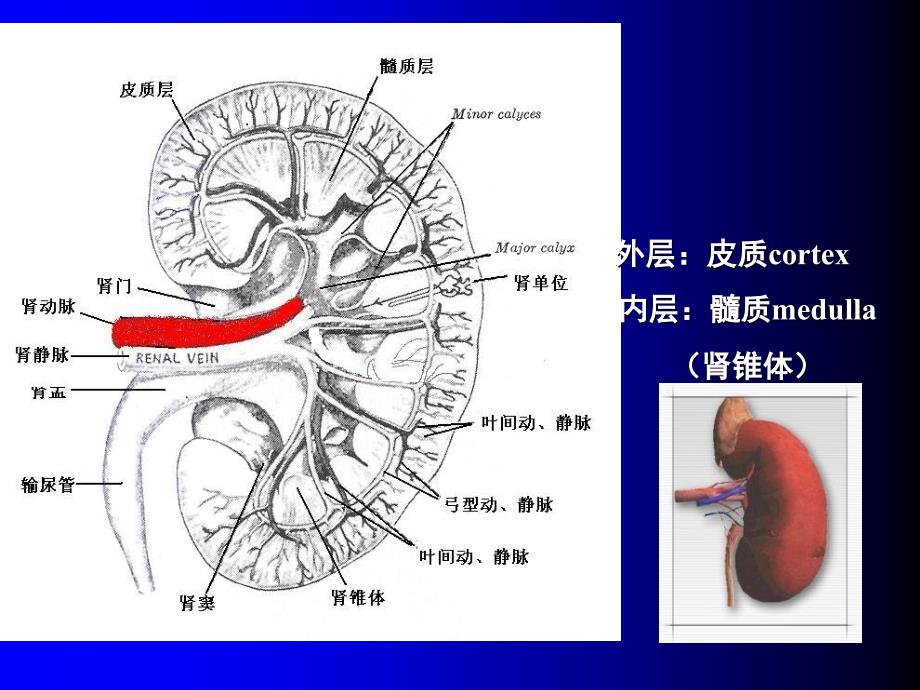 肾脏疾病的生物化学诊断_第3页