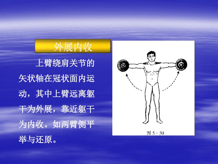 上肢关节与运动关节的肌肉精讲.ppt_第4页