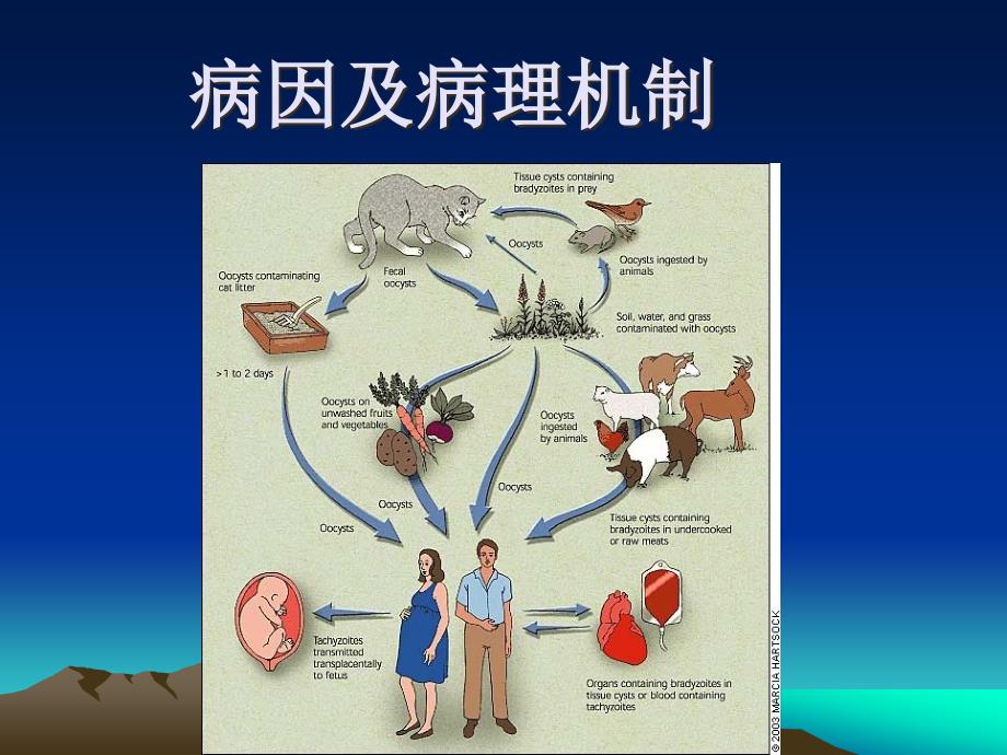 脑囊虫病诊断和鉴别课件_第3页