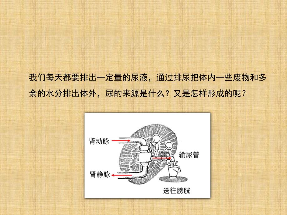 初中七年级生物下册45人体内废物的排出第二课时名师优质课件1新版新人教版_第2页