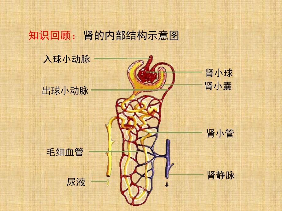 初中七年级生物下册45人体内废物的排出第二课时名师优质课件1新版新人教版_第4页