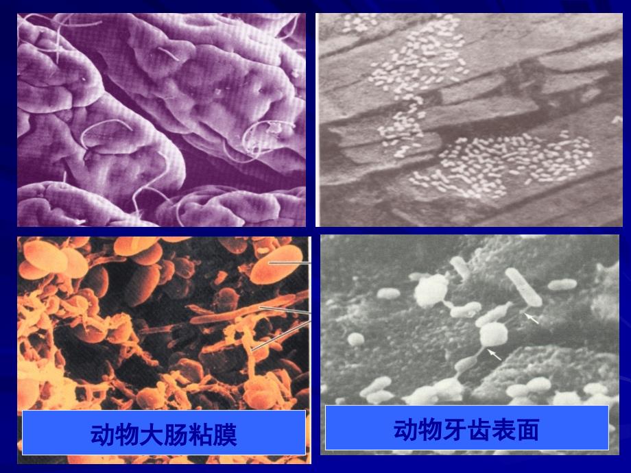 普通微生物学普通微生物学 (29)_第4页