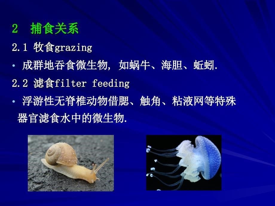 普通微生物学普通微生物学 (29)_第5页