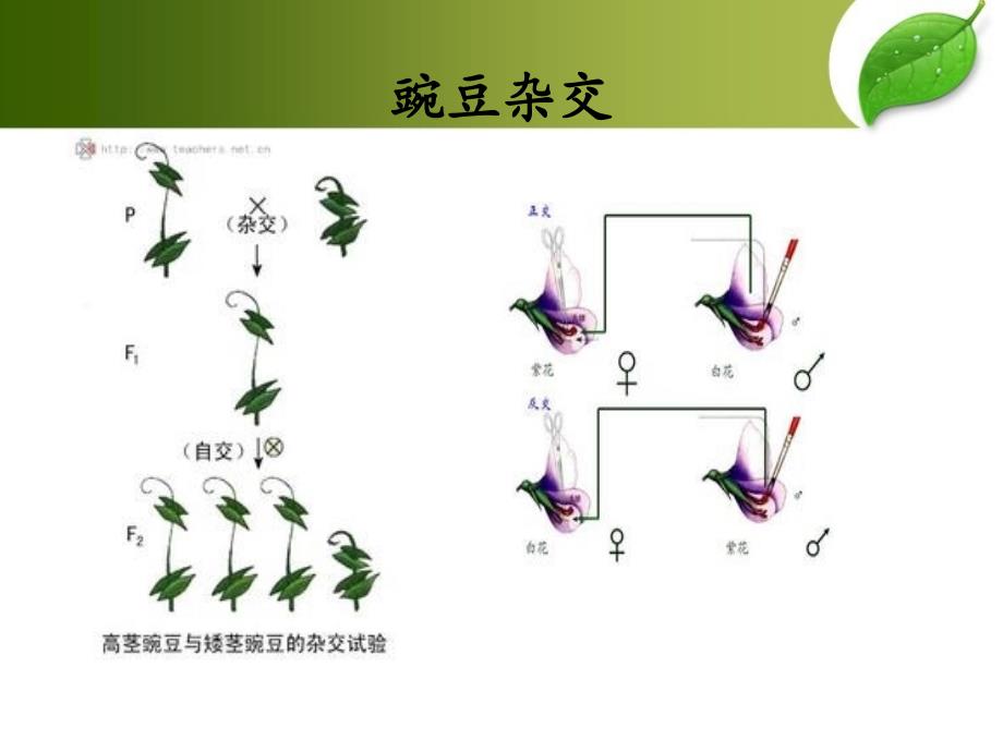 基因分离定律.ppt_第2页