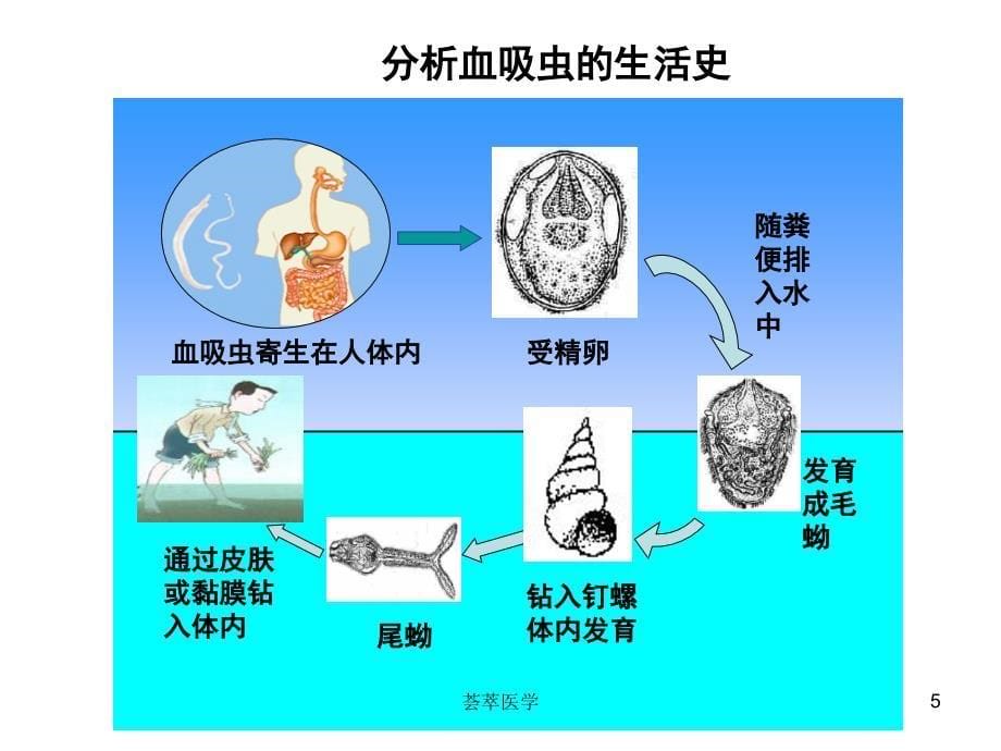 微生物传染病的传播和预防专业医疗_第5页