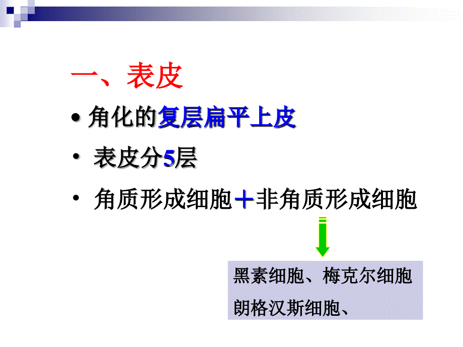 组织学与胚胎学刘芬第9章皮肤芬课件_第4页