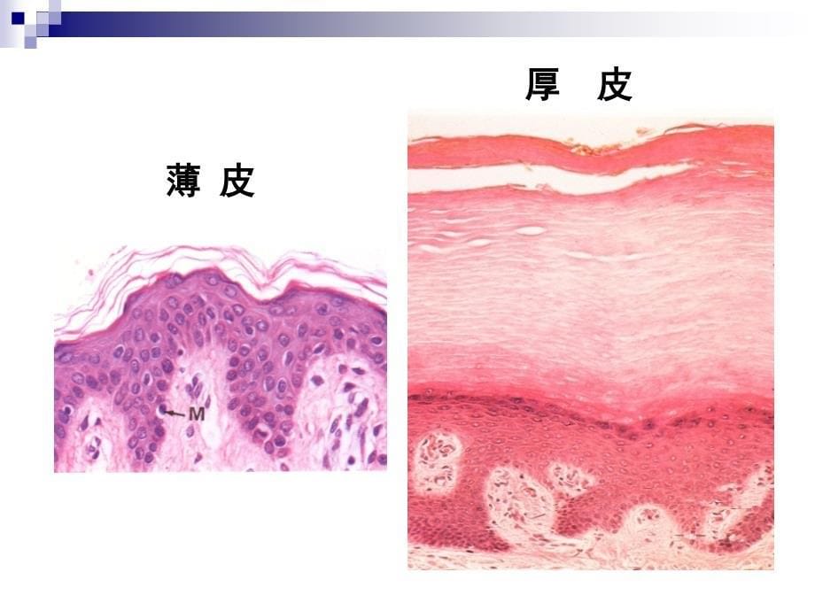 组织学与胚胎学刘芬第9章皮肤芬课件_第5页