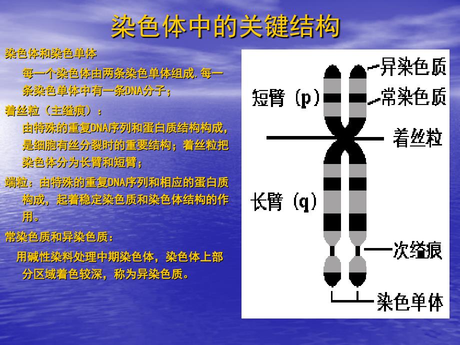 染色质与染色体课件_第1页