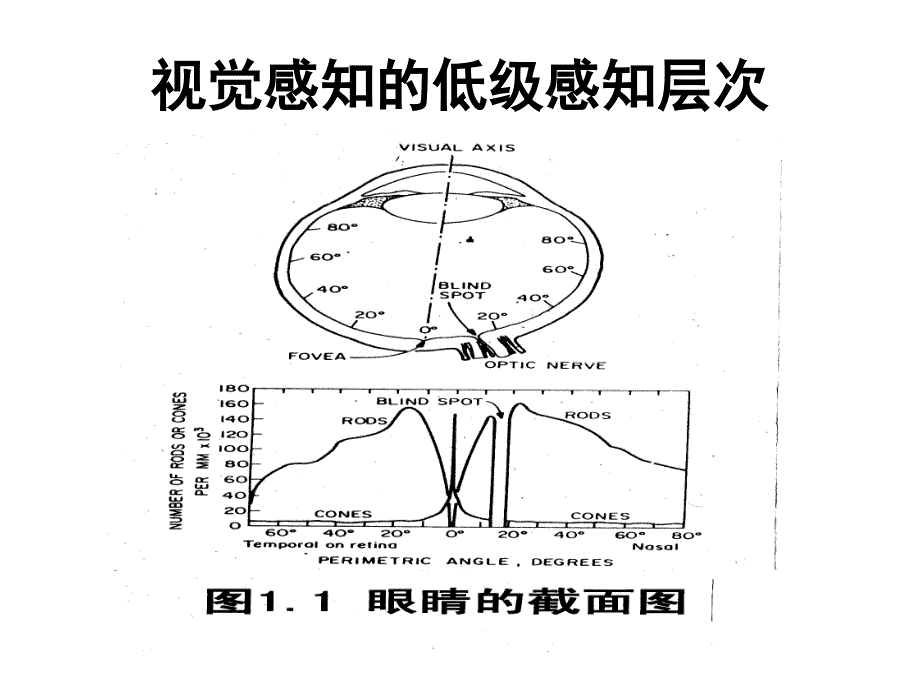 视觉系统原理_第4页