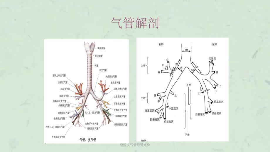 双腔支气管导管定位课件_第3页