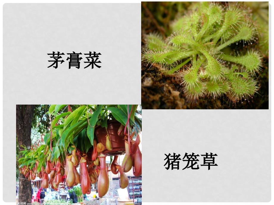 四年级语文下册《吃虫的植物》课件3 北京版_第3页