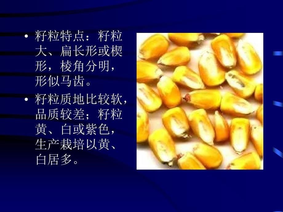 二节玉米的类型与分类_第5页