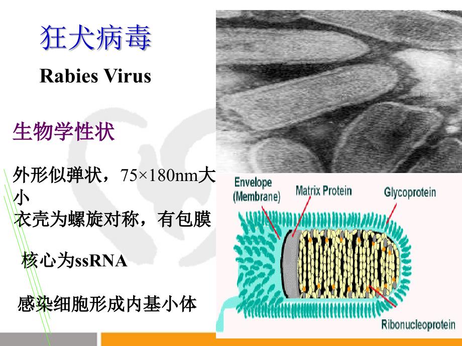 传染病学：狂犬病_第4页