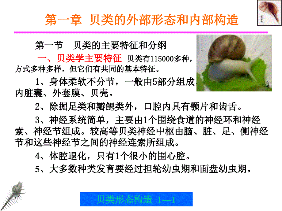 贝类的外部形态和内部形态构造.ppt_第1页