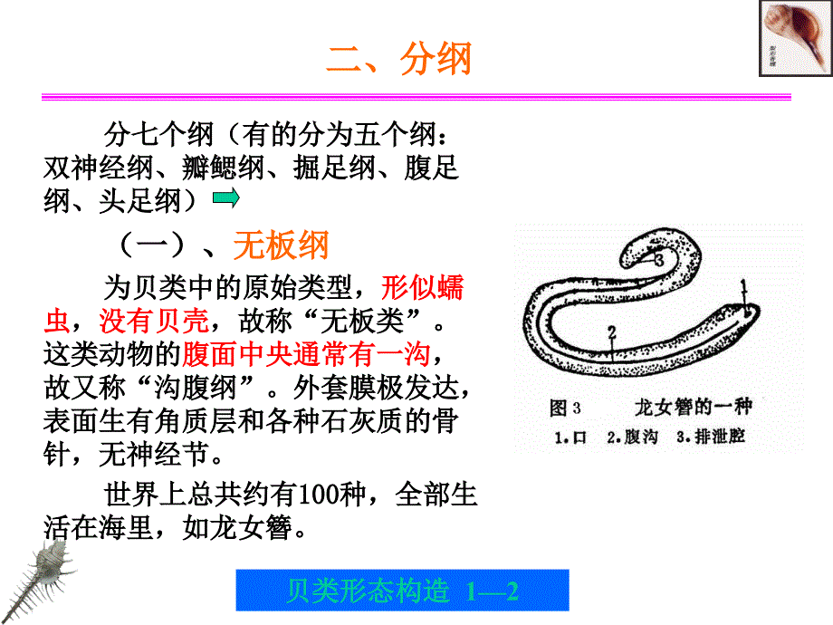 贝类的外部形态和内部形态构造.ppt_第2页